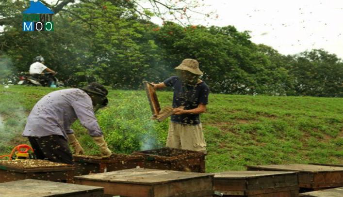 Hình ảnh Phạm Ngũ Lão, Hưng Yên