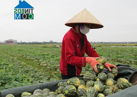 Hình ảnh Quang Hưng, Hưng Yên