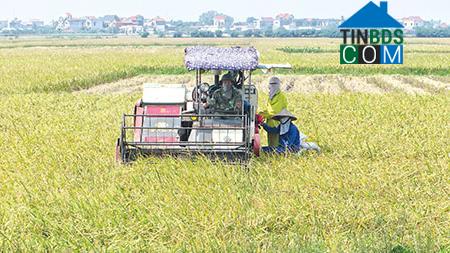 Hình ảnh Quỳnh Phụ, Hưng Yên