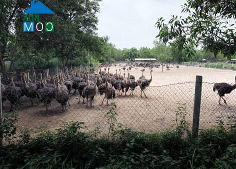 Hình ảnh Ninh Hòa, Khánh Hòa