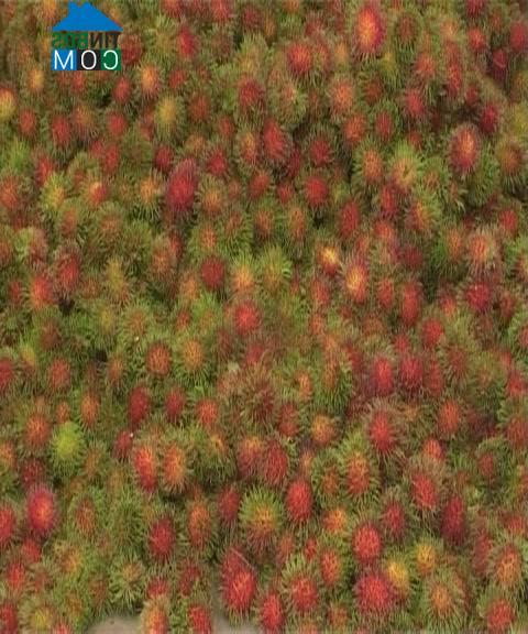 Hình ảnh Khánh Sơn, Khánh Hòa