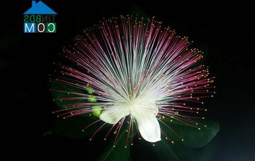 Hình ảnh Trường Sa, Khánh Hòa