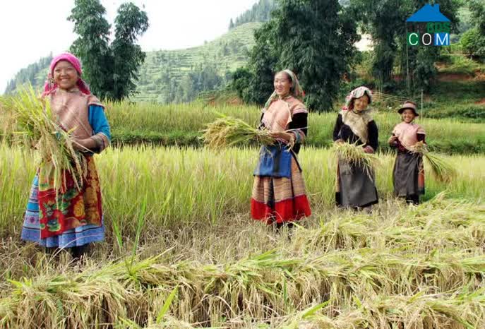 Hình ảnh Bắc Hà, Lào Cai