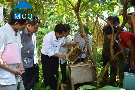 Hình ảnh Mậu A, Lào Cai