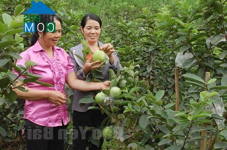 Hình ảnh Thác Bà, Lào Cai