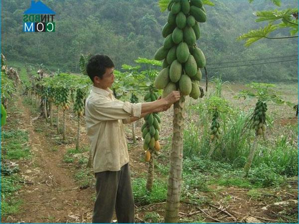 Hình ảnh Phục Hòa, Cao Bằng