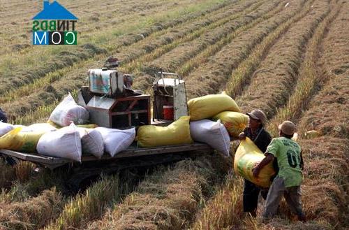 Hình ảnh Mỹ Thuận, An Giang