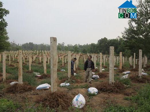 Hình ảnh Thuần Trung, Nghệ An