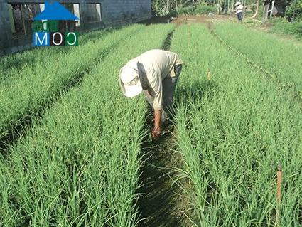 Hình ảnh Tây Nha Trang, Khánh Hòa