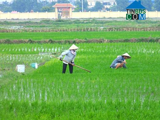 Hình ảnh Phong Cốc, Quảng Ninh
