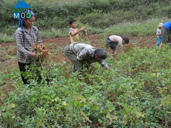 Hình ảnh Đình Phong, Cao Bằng