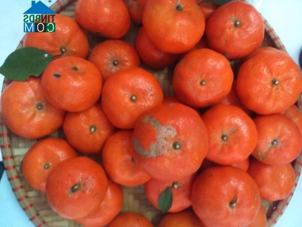 Hình ảnh Cát Hải, Hải Phòng