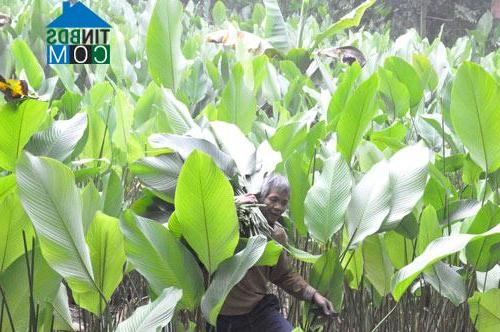 Hình ảnh Như Quỳnh, Hưng Yên