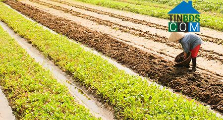 Hình ảnh Thái Bình, Hưng Yên