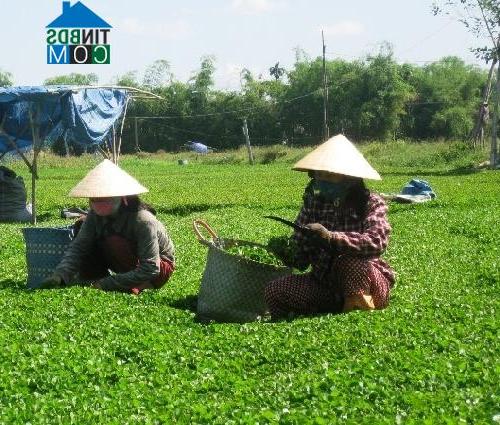 Hình ảnh Quảng Điền, Huế