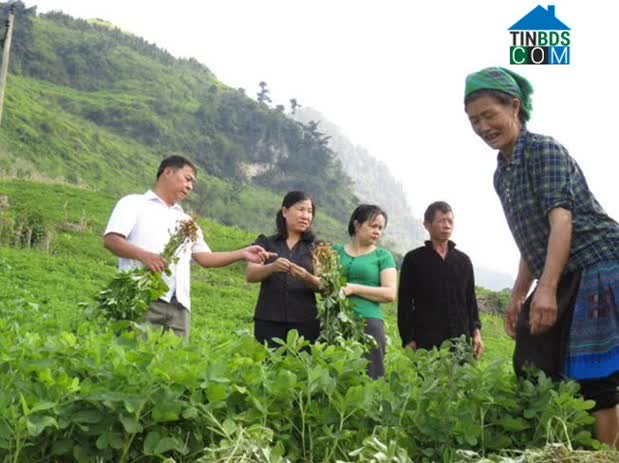 Hình ảnh Bắc Hà, Lào Cai