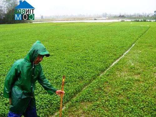 Hình ảnh Quảng Điền, Huế