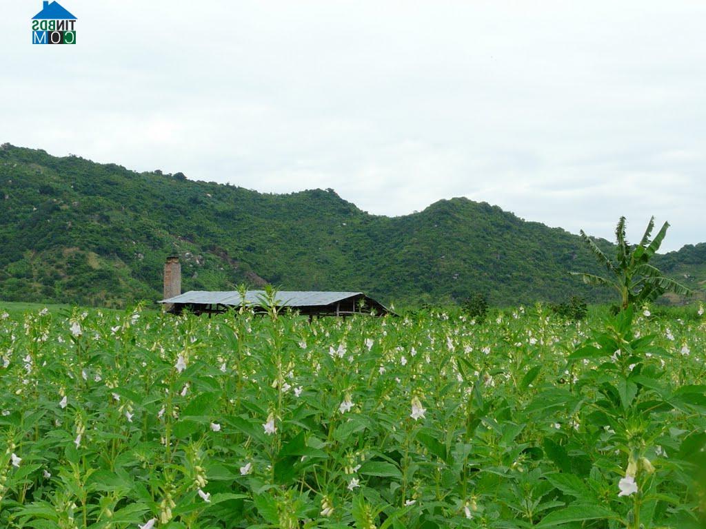 Hình ảnh Cam Lâm, Khánh Hòa