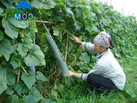 Hình ảnh Vĩnh Phúc, Phú Thọ