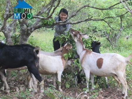 Hình ảnh Cát Hải, Hải Phòng