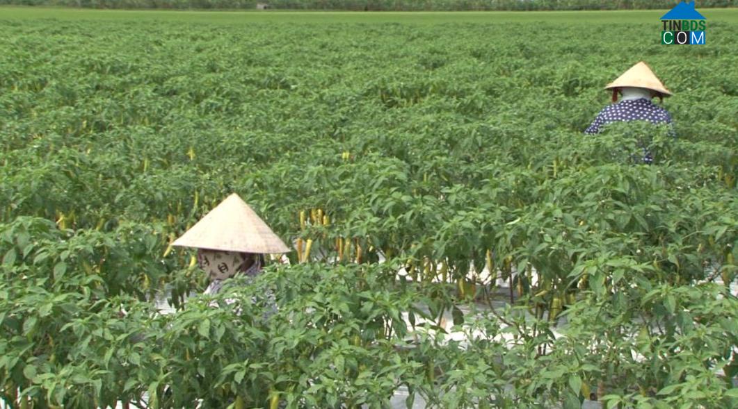 Hình ảnh Nhơn Mỹ, Cần Thơ