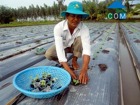 Hình ảnh Vị Thanh 1, Cần Thơ