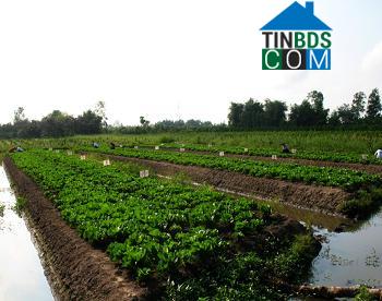 Hình ảnh Phú Hữu, Cần Thơ