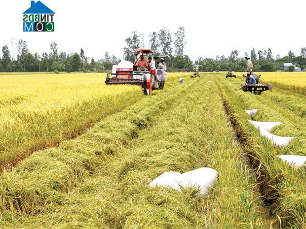 Hình ảnh Đông Thuận, Cần Thơ