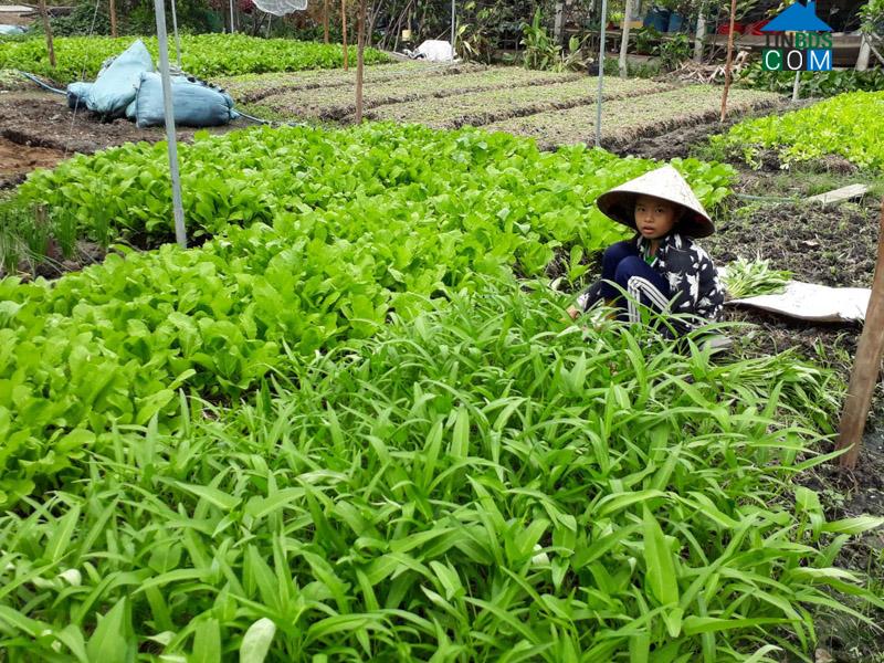 Hình ảnh Long Mỹ, Cần Thơ