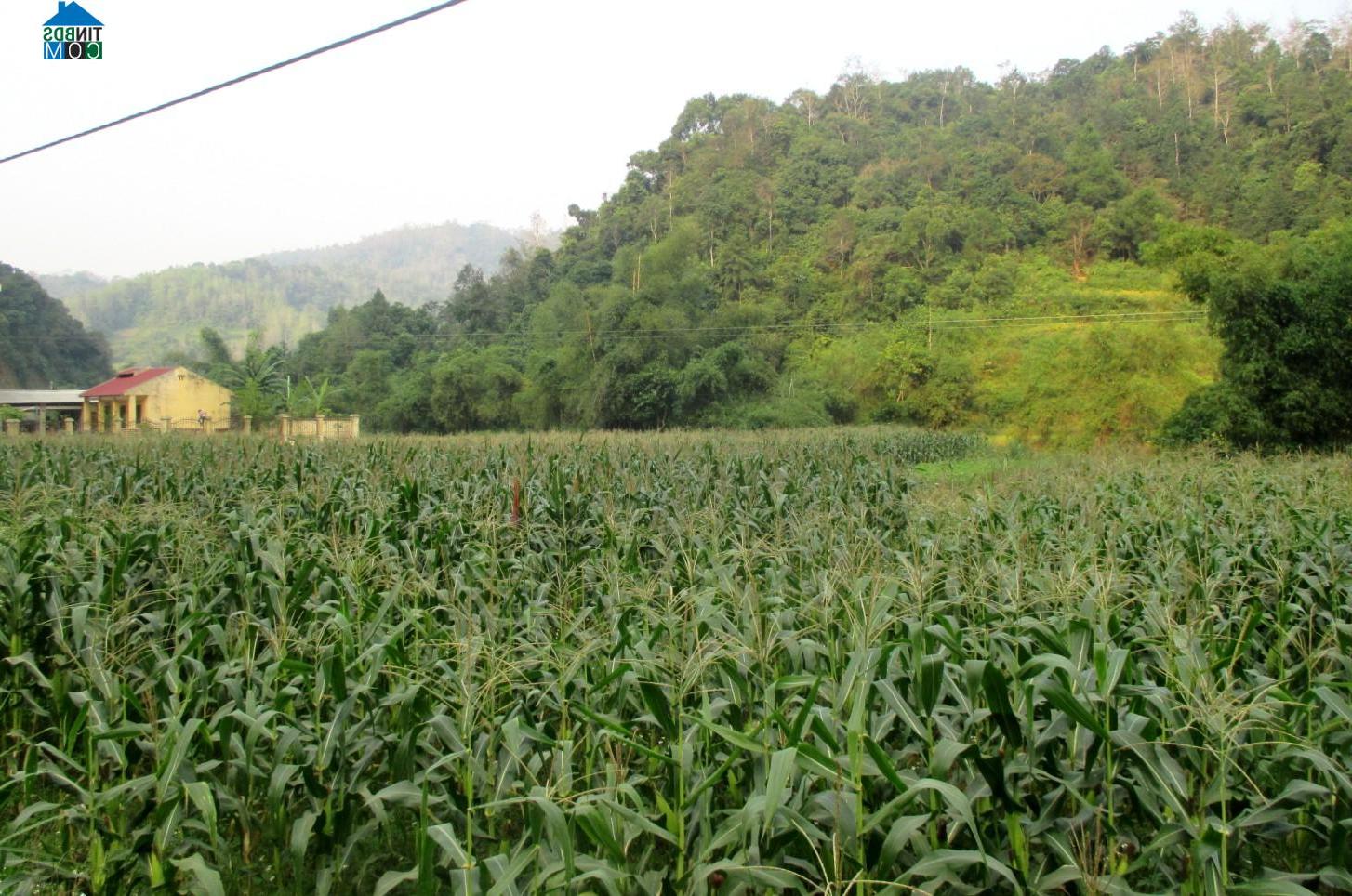 Hình ảnh Trường Hà, Cao Bằng