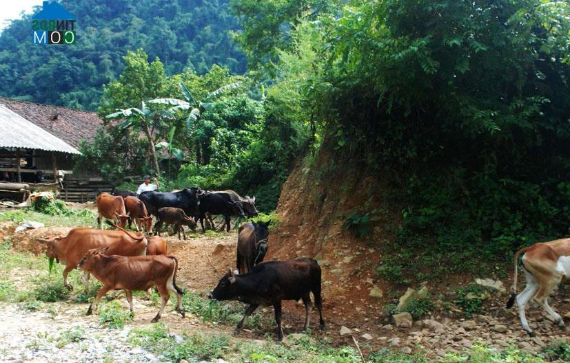 Hình ảnh Hà Quảng, Cao Bằng