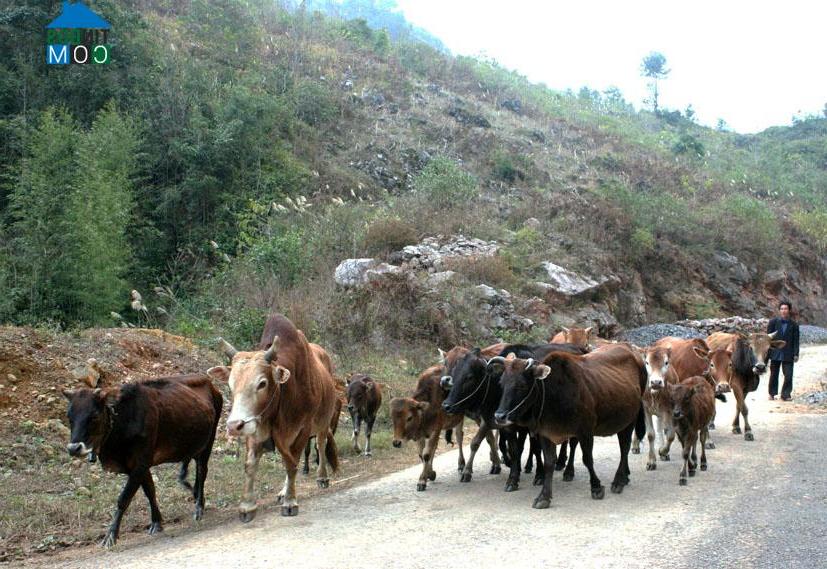 Hình ảnh Huy Giáp, Cao Bằng