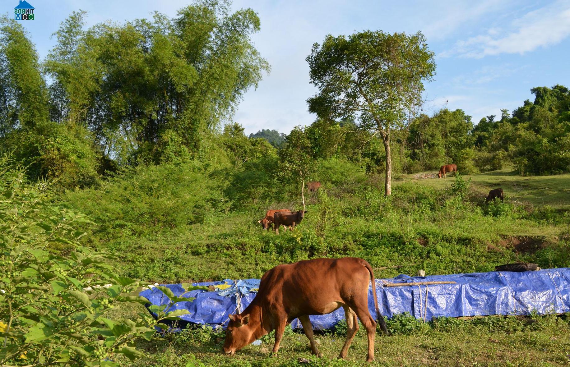 Hình ảnh Kim Đồng, Cao Bằng