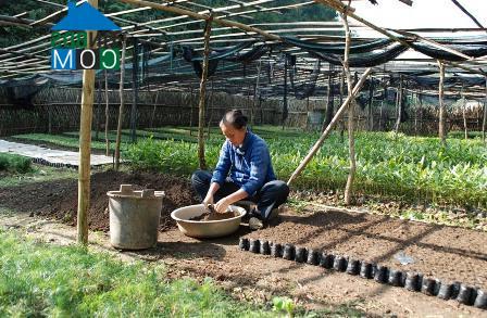 Hình ảnh Canh Tân, Cao Bằng