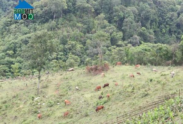 Hình ảnh Thành Công, Cao Bằng