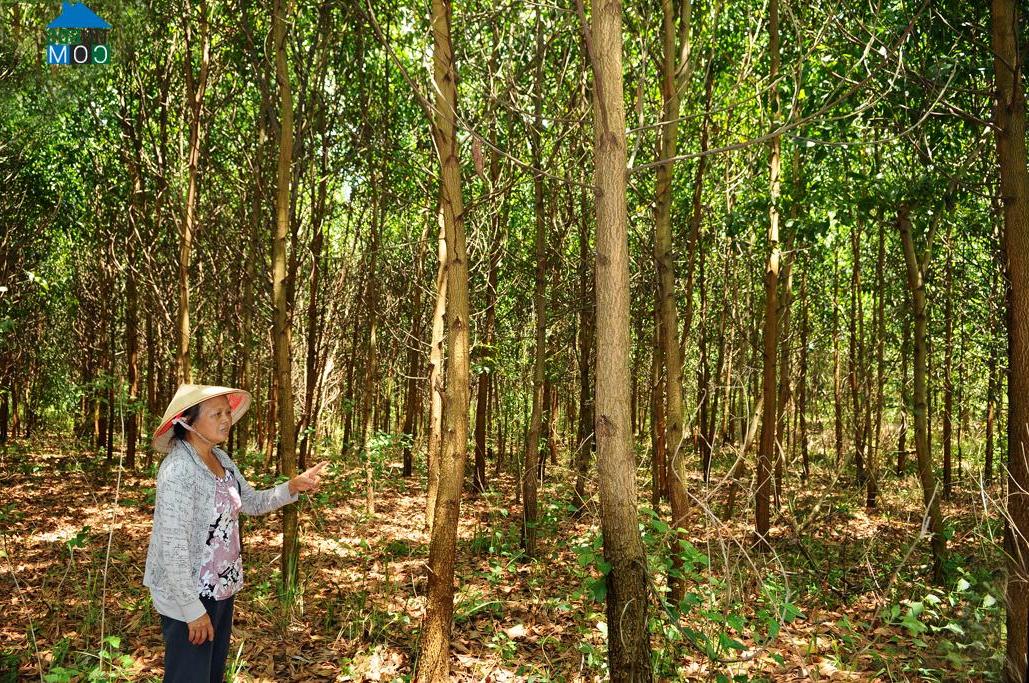 Hình ảnh Cư M’ta, Đắk Lắk