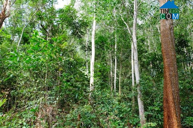 Hình ảnh Cư Yang, Đắk Lắk