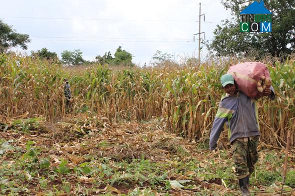 Hình ảnh Sông Cầu, Đắk Lắk