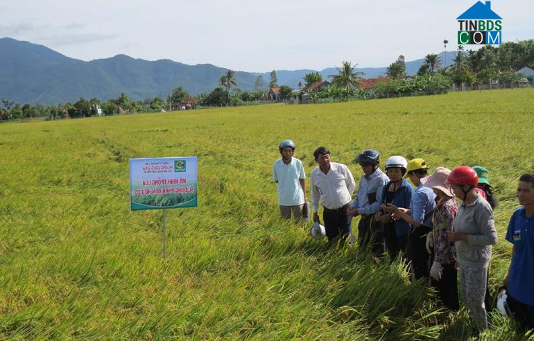 Hình ảnh Hòa Mỹ, Đắk Lắk