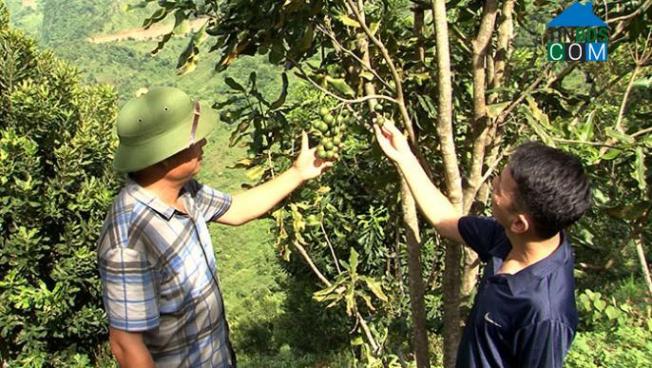 Hình ảnh Nà Tấu, Điện Biên