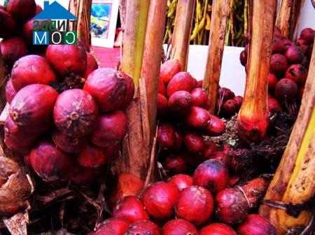 Hình ảnh Quài Tở, Điện Biên