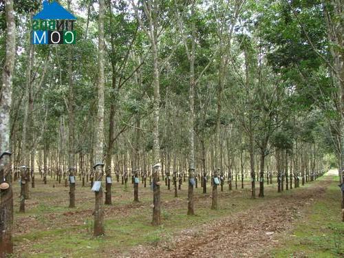 Hình ảnh Trảng Bom, Đồng Nai