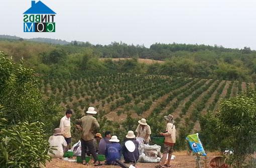 Hình ảnh Thường Tân, Hồ Chí Minh