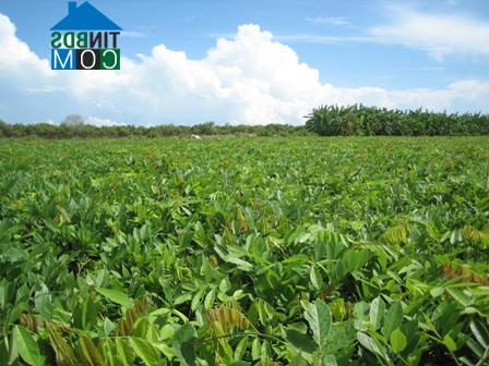 Hình ảnh Minh Thạnh, Hồ Chí Minh