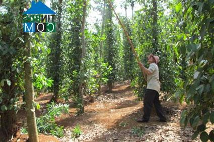 Hình ảnh Bình Giã, Hồ Chí Minh