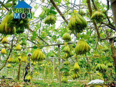 Hình ảnh Dương Hòa, Hà Nội