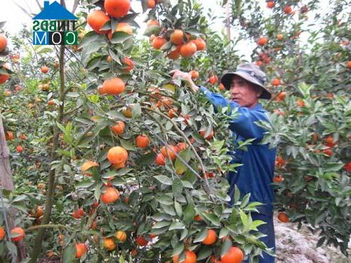 Hình ảnh Thanh Oai, Hà Nội