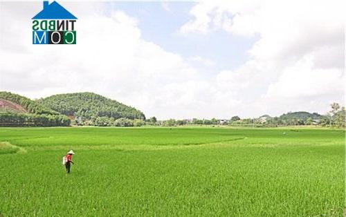 Hình ảnh Yên Xuân, Hà Nội