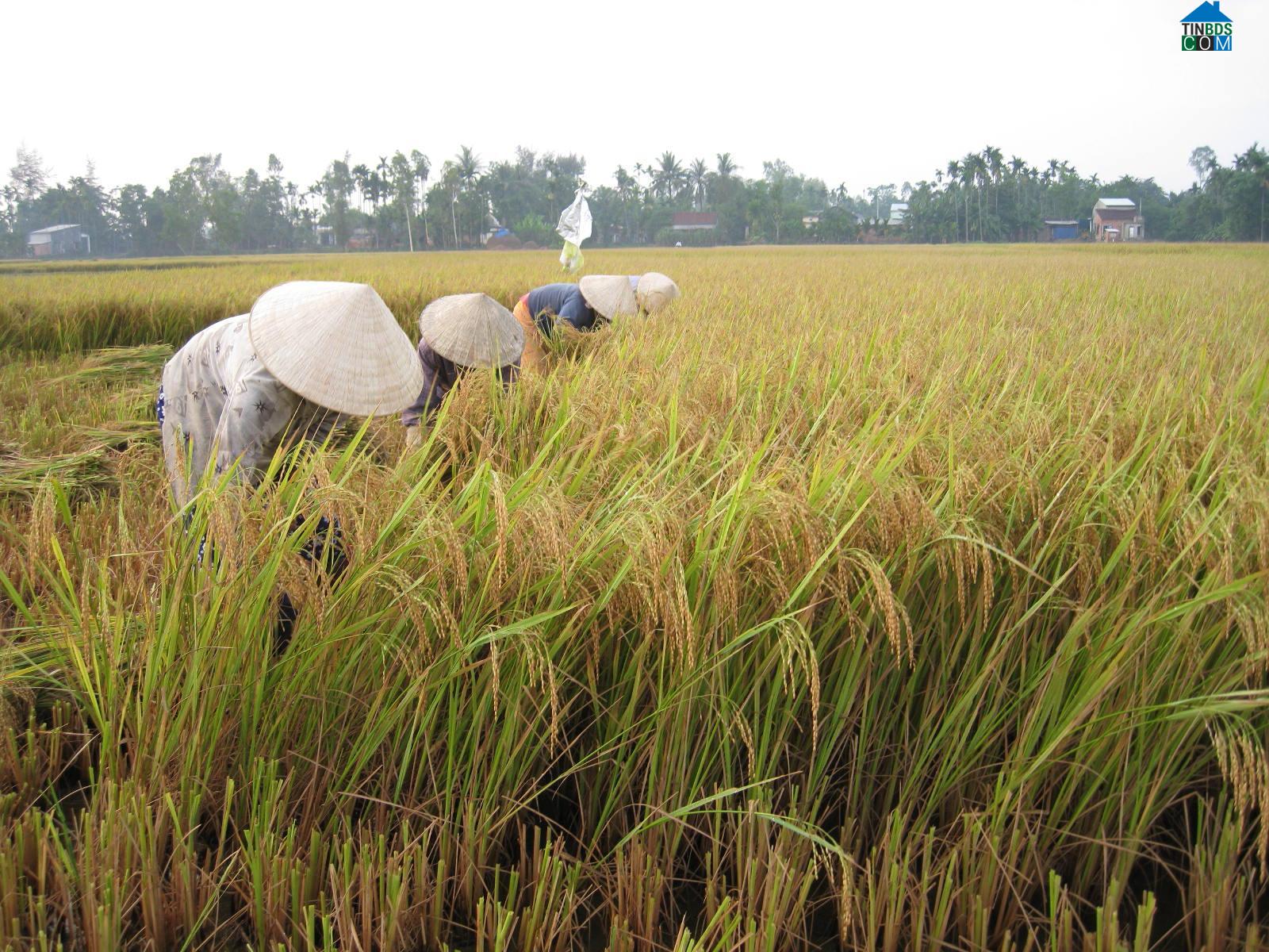 Hình ảnh Tam Anh, Đà Nẵng
