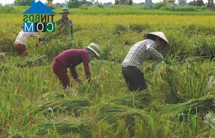 Hình ảnh Tân Minh, Hải Phòng